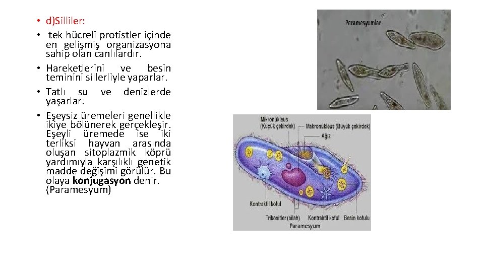  • d)Silliler: • tek hücreli protistler içinde en gelişmiş organizasyona sahip olan canlılardır.