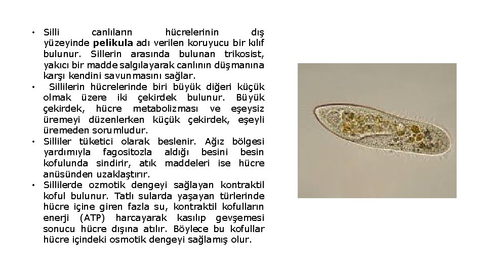  • Silli canlıların hücrelerinin dış yüzeyinde pelikula adı verilen koruyucu bir kılıf bulunur.