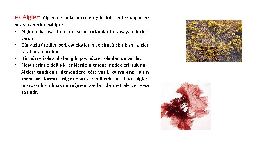e) Algler: Algler de bitki hücreleri gibi fotosentez yapar ve hücre çeperine sahiptir. •