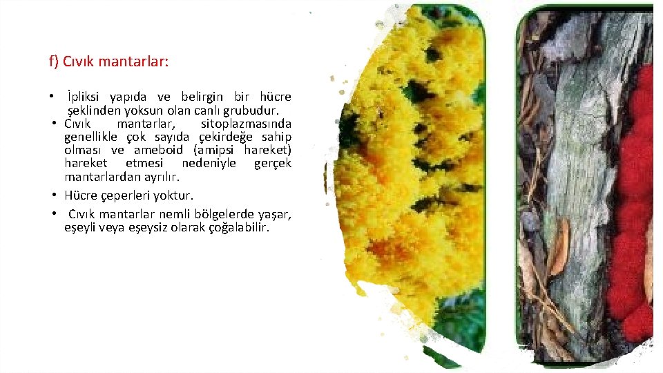 f) Cıvık mantarlar: • İpliksi yapıda ve belirgin bir hücre şeklinden yoksun olan canlı