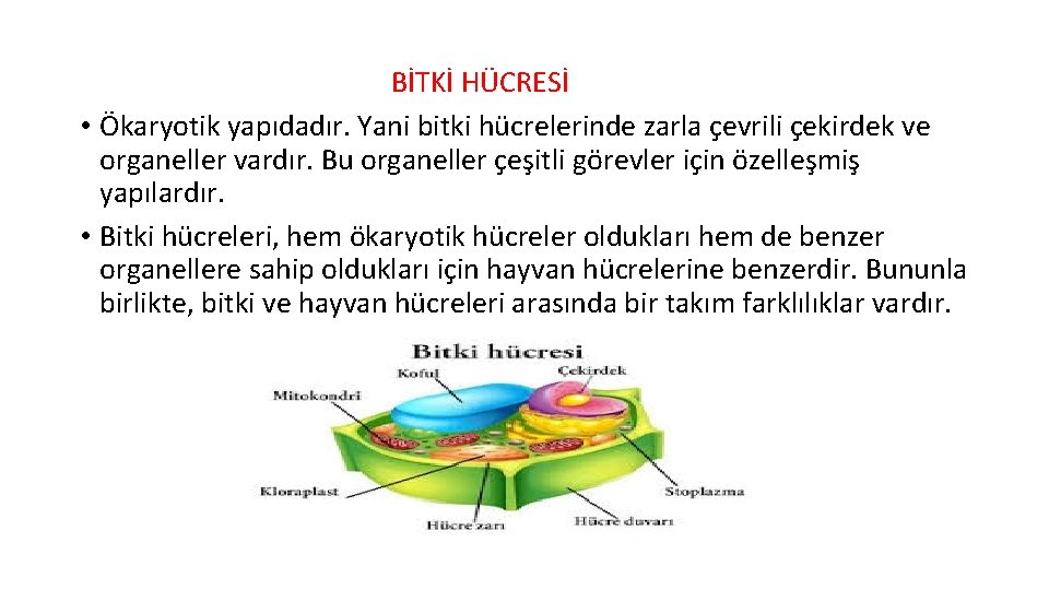  BİTKİ HÜCRESİ • Ökaryotik yapıdadır. Yani bitki hücrelerinde zarla çevrili çekirdek ve organeller