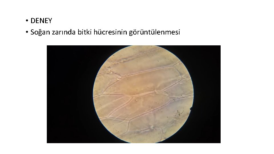  • DENEY • Soğan zarında bitki hücresinin görüntülenmesi 