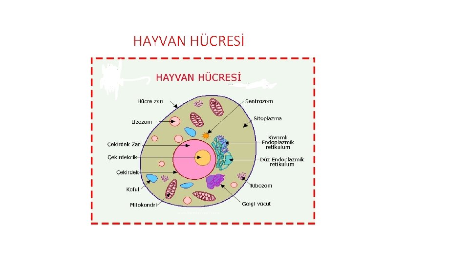 HAYVAN HÜCRESİ 
