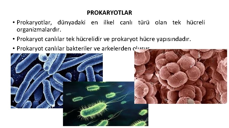 PROKARYOTLAR • Prokaryotlar, dünyadaki en ilkel canlı türü olan tek hücreli organizmalardır. • Prokaryot