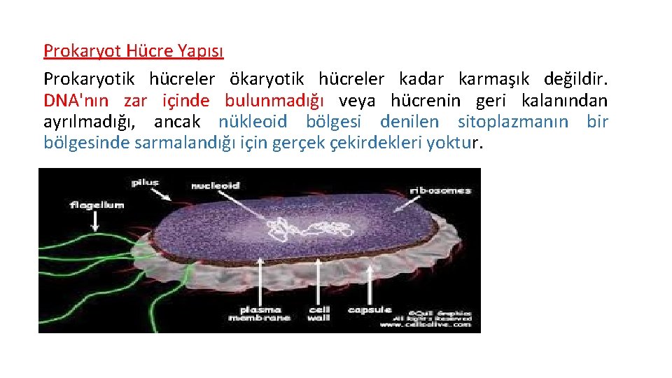 Prokaryot Hücre Yapısı Prokaryotik hücreler ökaryotik hücreler kadar karmaşık değildir. DNA'nın zar içinde bulunmadığı