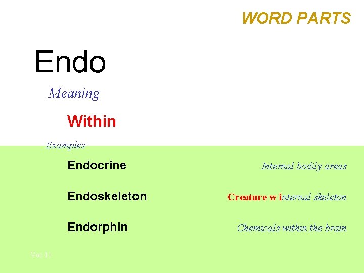 WORD PARTS Endo Meaning Within Examples Endocrine Endoskeleton Endorphin Voc 11 Internal bodily areas