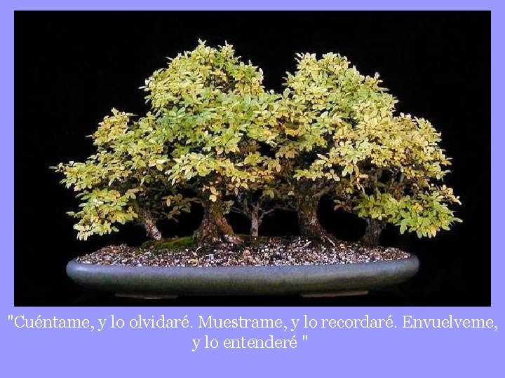 "Cuéntame, y lo olvidaré. Muestrame, y lo recordaré. Envuelveme, y lo entenderé " 