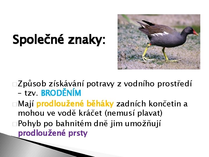 Společné znaky: � Způsob získávání potravy z vodního prostředí – tzv. BRODĚNÍM � Mají