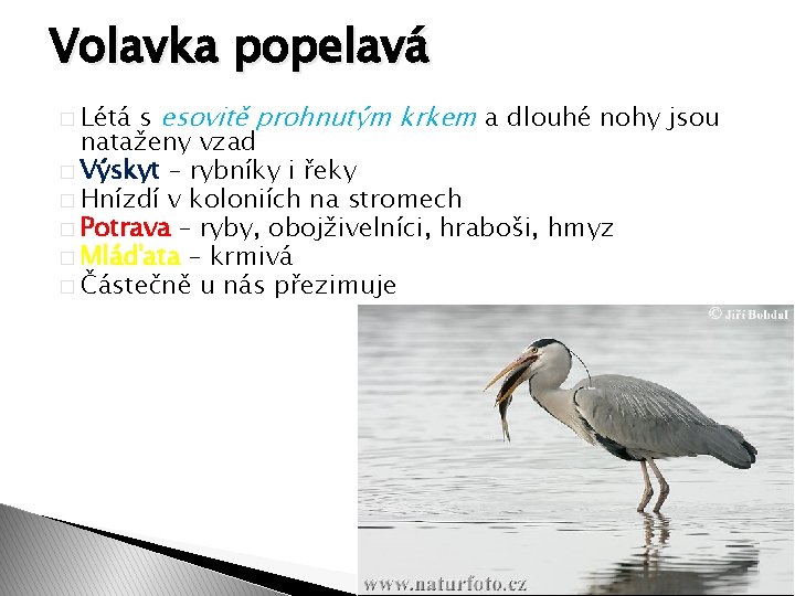 Volavka popelavá s esovitě prohnutým krkem a dlouhé nohy jsou nataženy vzad � Výskyt