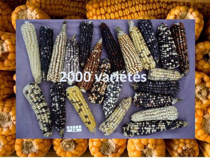  2000 variétés 