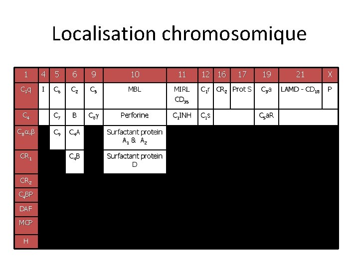 Localisation chromosomique 1 4 5 6 9 10 11 C 1 q I C