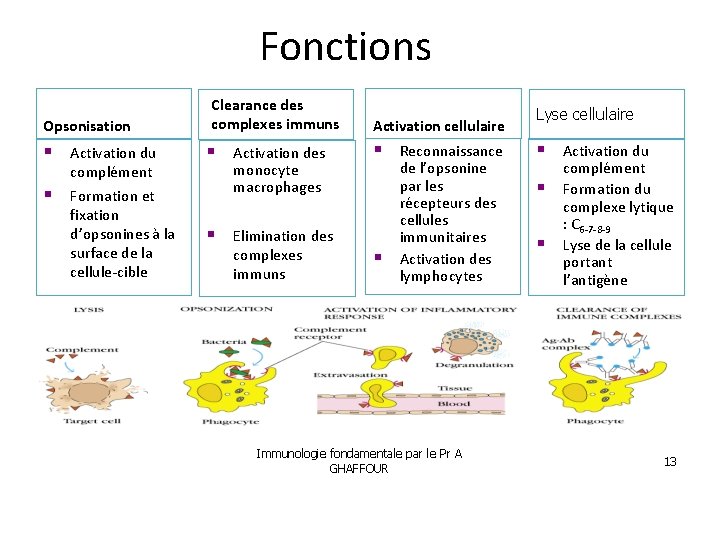Fonctions Opsonisation Activation du complément Formation et fixation d’opsonines à la surface de la