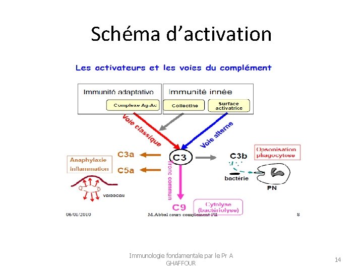 Schéma d’activation Immunologie fondamentale par le Pr A GHAFFOUR 14 