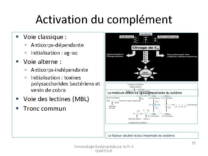 Activation du complément Voie classique : Anticorps-dépendante Initialisation : ag–ac Voie alterne : Anticorps-indépendante