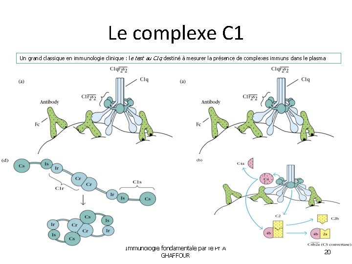 Le complexe C 1 Un grand classique en immunologie clinique : le test au