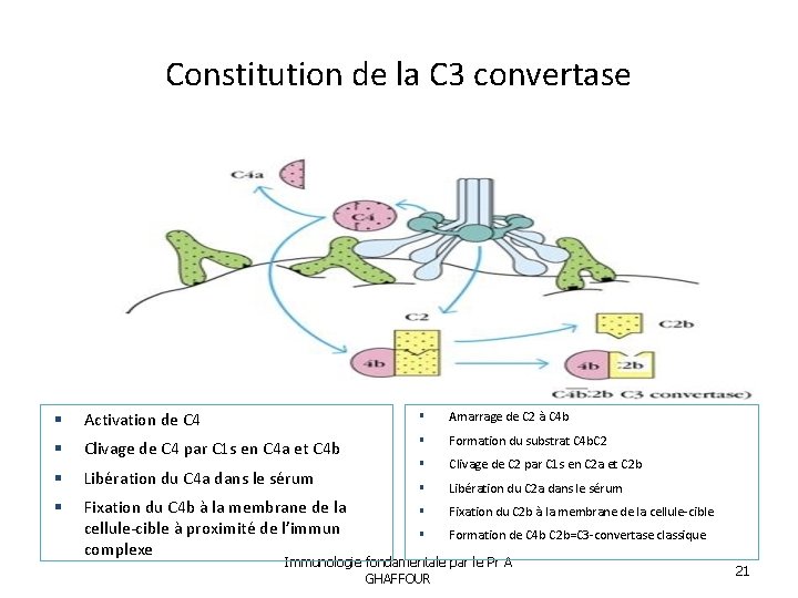 Constitution de la C 3 convertase Activation de C 4 Amarrage de C 2