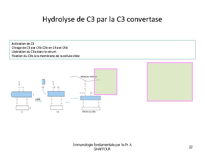 Hydrolyse de C 3 par la C 3 convertase Activation de C 3 Clivage