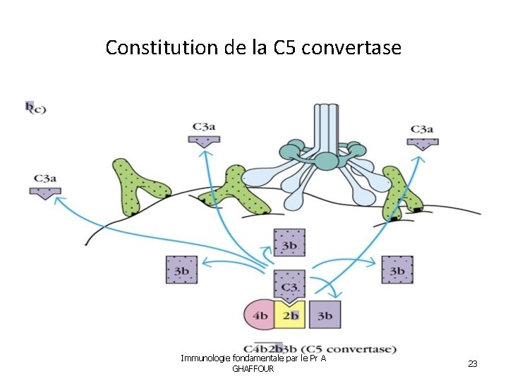 Constitution de la C 5 convertase Immunologie fondamentale par le Pr A GHAFFOUR 23