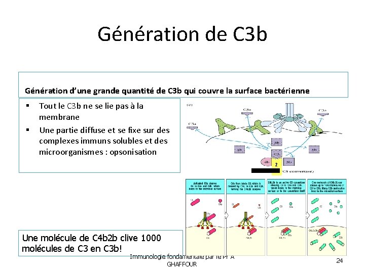 Génération de C 3 b Génération d’une grande quantité de C 3 b qui