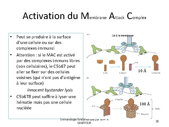 Activation du Membrane Attack Complex • Peut se produire à la surface d’une cellule