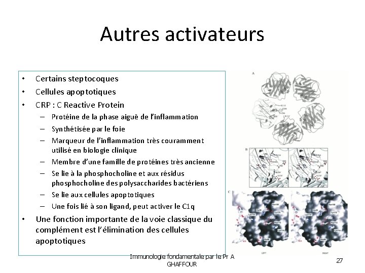 Autres activateurs • • • Certains steptocoques Cellules apoptotiques CRP : C Reactive Protein