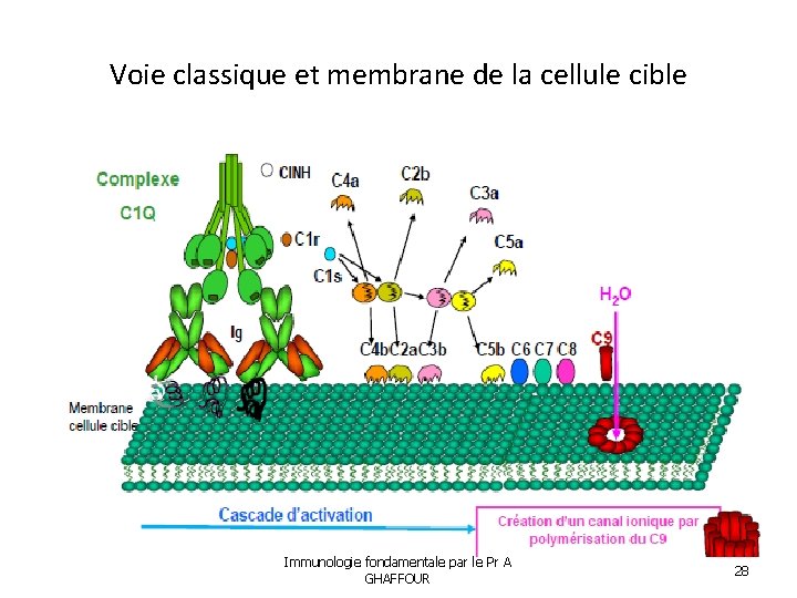 Voie classique et membrane de la cellule cible Immunologie fondamentale par le Pr A