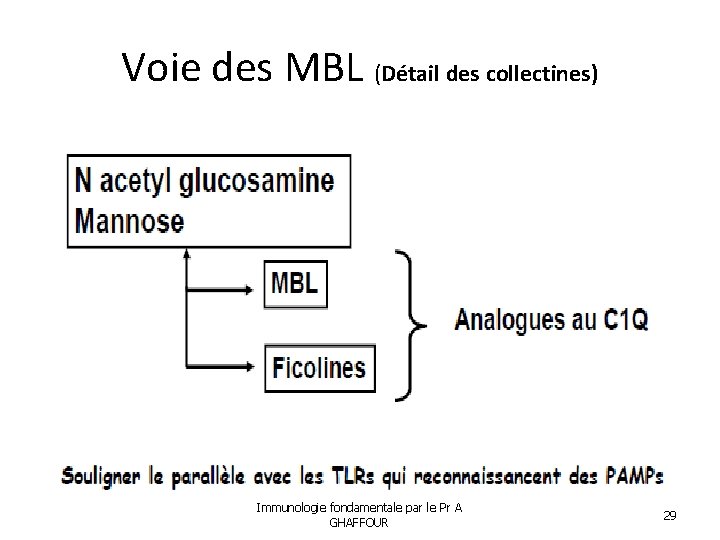 Voie des MBL (Détail des collectines) Immunologie fondamentale par le Pr A GHAFFOUR 29
