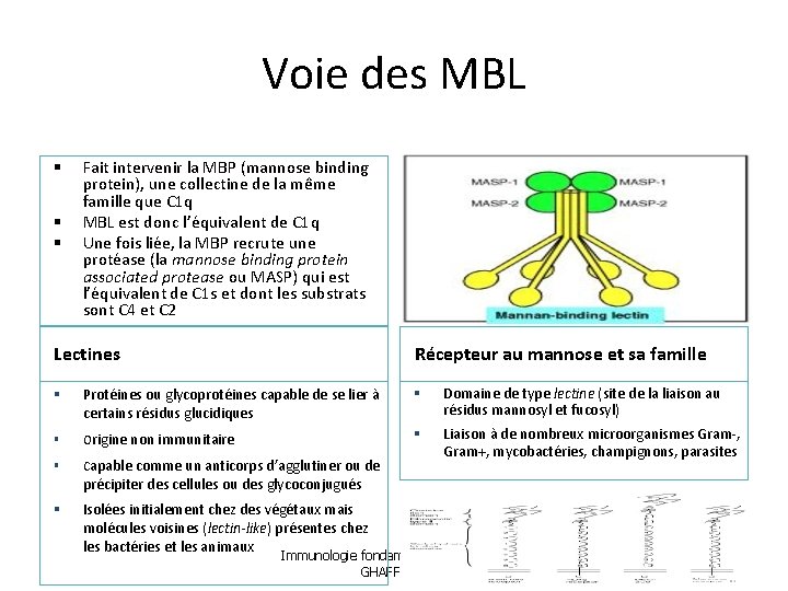 Voie des MBL Fait intervenir la MBP (mannose binding protein), une collectine de la