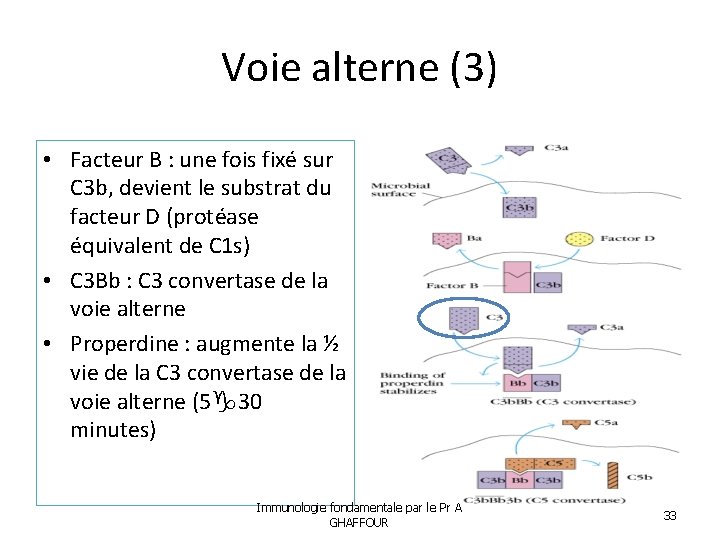 Voie alterne (3) • Facteur B : une fois fixé sur C 3 b,