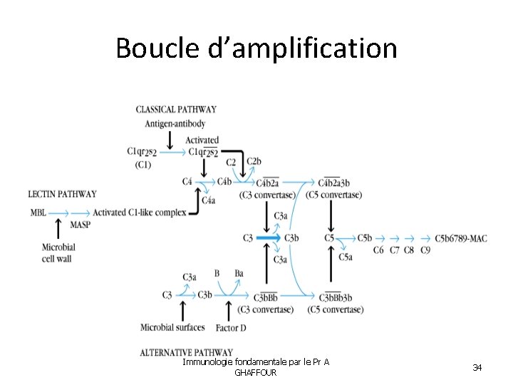 Boucle d’amplification Immunologie fondamentale par le Pr A GHAFFOUR 34 