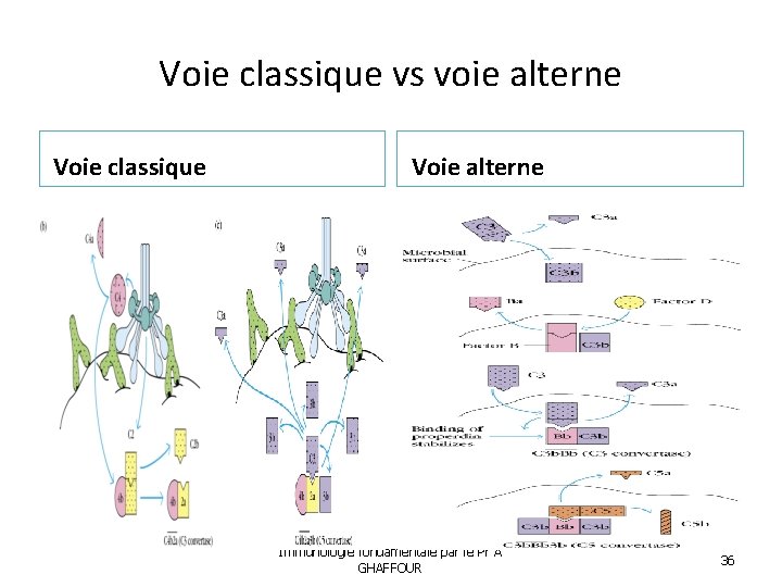 Voie classique vs voie alterne Voie classique Voie alterne Immunologie fondamentale par le Pr