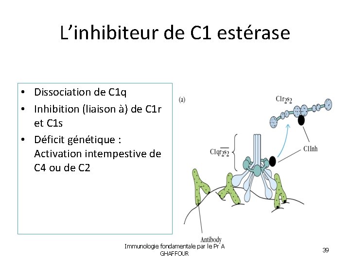 L’inhibiteur de C 1 estérase • Dissociation de C 1 q • Inhibition (liaison