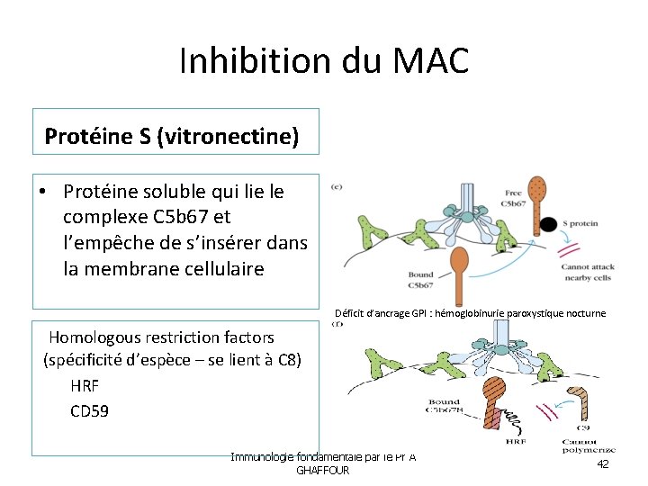 Inhibition du MAC Protéine S (vitronectine) • Protéine soluble qui lie le complexe C