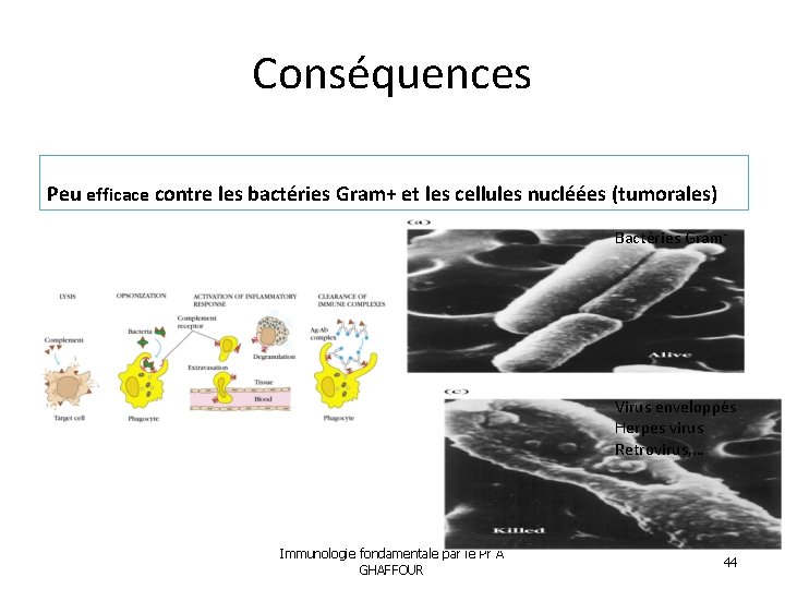 Conséquences Peu efficace contre les bactéries Gram+ et les cellules nucléées (tumorales) Bactéries Gram-