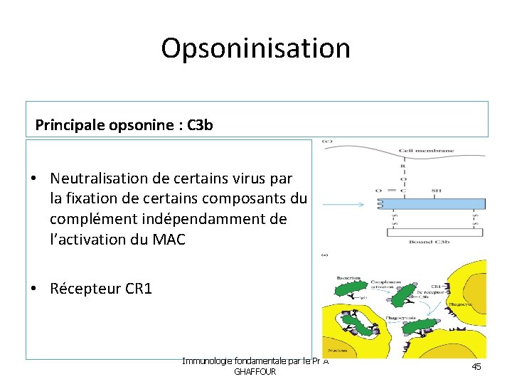 Opsoninisation Principale opsonine : C 3 b • Neutralisation de certains virus par la