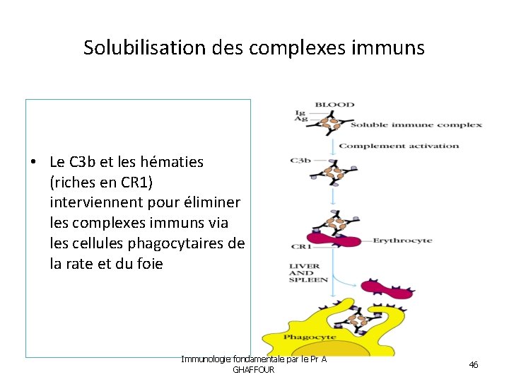 Solubilisation des complexes immuns • Le C 3 b et les hématies (riches en