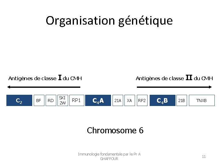 Organisation génétique Antigènes de classe C 2 BF RD I du CMH SKI 2