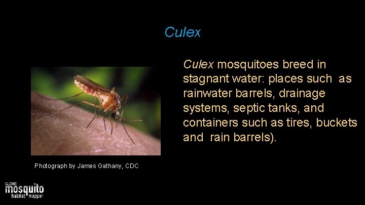 Culex mosquitoes breed in stagnant water: places such as rainwater barrels, drainage systems, septic