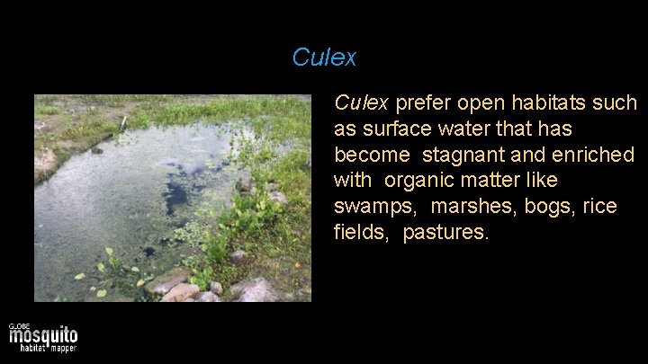 Culex prefer open habitats such as surface water that has become stagnant and enriched