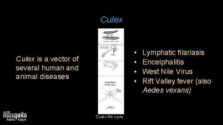 Culex • • Culex is a vector of several human and animal diseases Culex