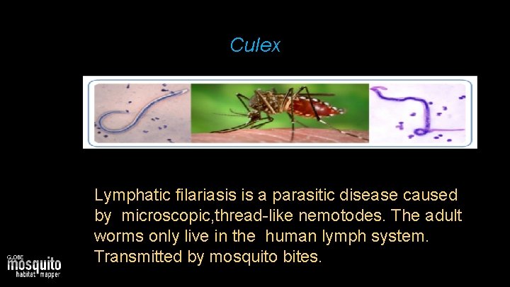 Culex Lymphatic filariasis is a parasitic disease caused by microscopic, thread-like nemotodes. The adult