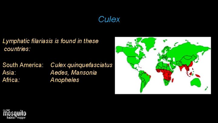 Culex Lymphatic filariasis is found in these countries: South America: Asia: Africa: Culex quinquefasciatus