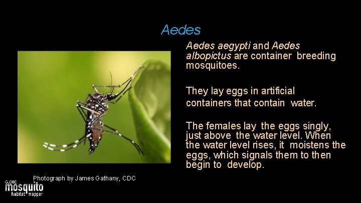 Aedes aegypti and Aedes albopictus are container breeding mosquitoes. They lay eggs in artificial