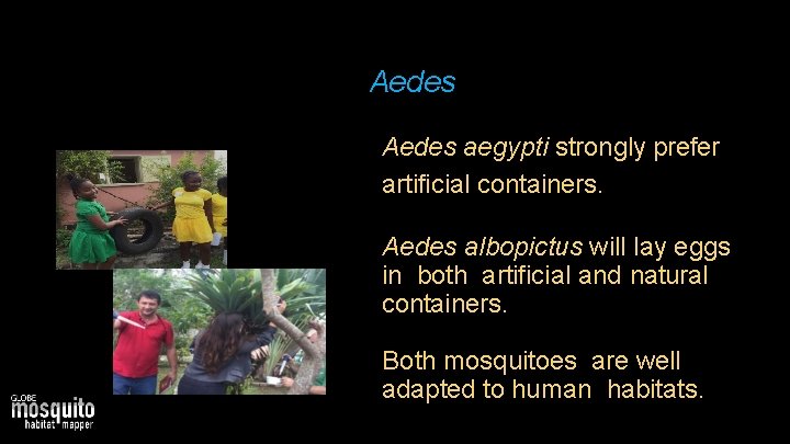 Aedes aegypti strongly prefer artificial containers. Aedes albopictus will lay eggs in both artificial