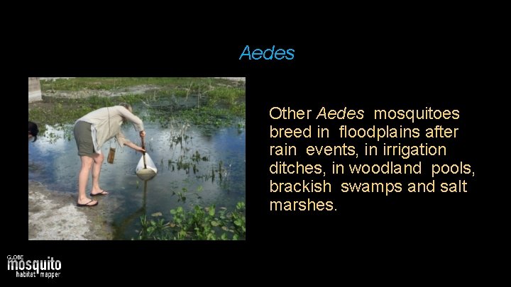 Aedes Other Aedes mosquitoes breed in floodplains after rain events, in irrigation ditches, in