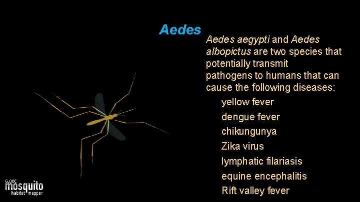 Aedes aegypti and Aedes albopictus are two species that potentially transmit pathogens to humans