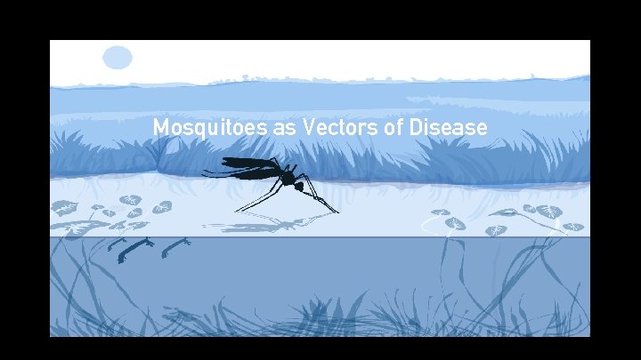 Mosquitoes as Vectors of Disease 
