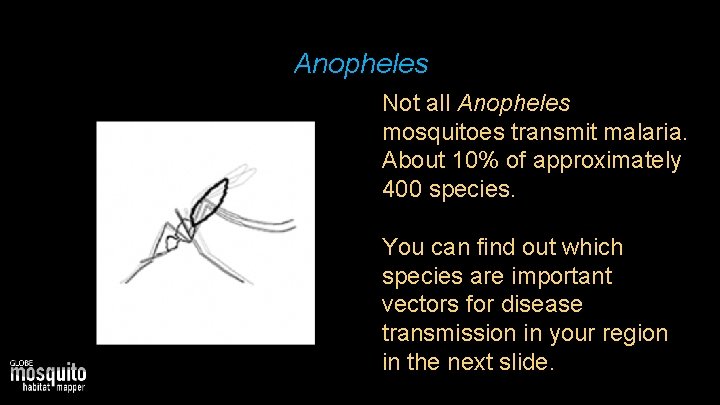 Anopheles Not all Anopheles mosquitoes transmit malaria. About 10% of approximately 400 species. You