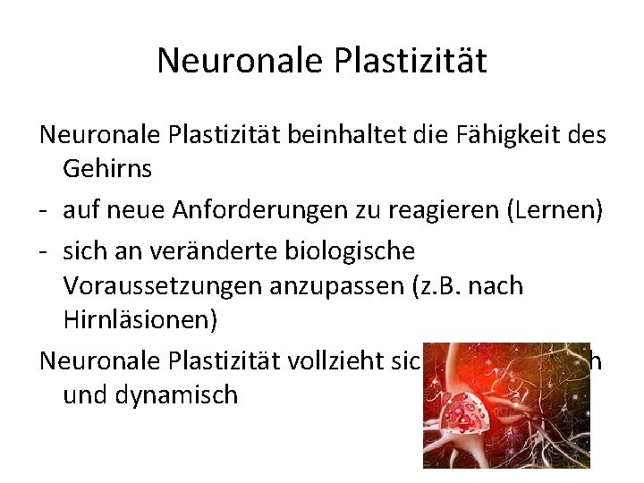 Neuronale Plastizität beinhaltet die Fähigkeit des Gehirns - auf neue Anforderungen zu reagieren (Lernen)