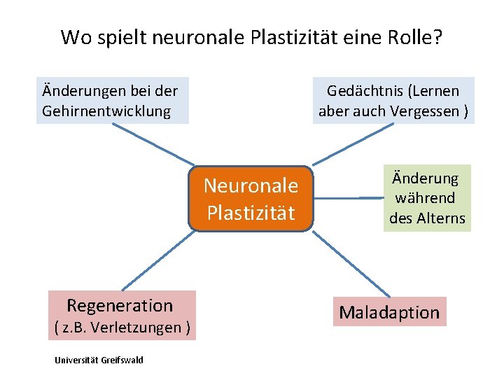 Wo spielt neuronale Plastizität eine Rolle? Änderungen bei der Gehirnentwicklung Gedächtnis (Lernen aber auch